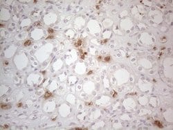 Invitrogen NOBOX Monoclonal Antibody (OTI4C5) 100 &mu;L; Unconjugated:Antibodies,