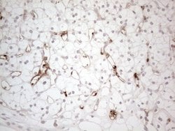 Invitrogen NOBOX Monoclonal Antibody (OTI4C5) 100 &mu;L; Unconjugated:Antibodies,