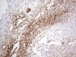 Invitrogen NOBOX Monoclonal Antibody (OTI4C5) 100 &mu;L; Unconjugated:Antibodies,