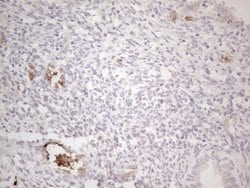 Invitrogen NOBOX Monoclonal Antibody (OTI4C5) 100 &mu;L; Unconjugated:Antibodies,
