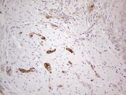 Invitrogen NOBOX Monoclonal Antibody (OTI4C5) 100 &mu;L; Unconjugated:Antibodies,
