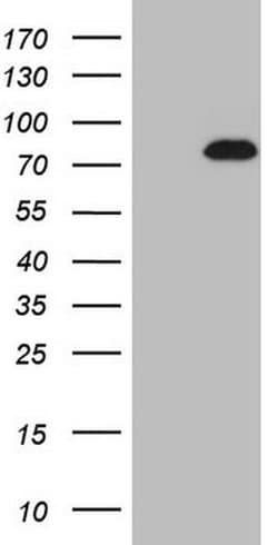 Invitrogen NOBOX Monoclonal Antibody (OTI4C5) 100 &mu;L; Unconjugated:Antibodies,