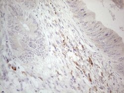 Invitrogen CCDC36 Monoclonal Antibody (OTI2D11) 100 &mu;L; Unconjugated:Antibodies,
