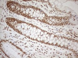 Invitrogen RGL2 Monoclonal Antibody (OTI10F2) 100 &mu;L; Unconjugated:Antibodies,