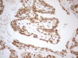 Invitrogen RGL2 Monoclonal Antibody (OTI10F2) 100 &mu;L; Unconjugated:Antibodies,