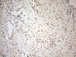 Invitrogen RGL2 Monoclonal Antibody (OTI10F2) 100 &mu;L; Unconjugated:Antibodies,