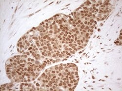 Invitrogen RGL2 Monoclonal Antibody (OTI10F2) 100 &mu;L; Unconjugated:Antibodies,