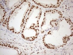 Invitrogen RGL2 Monoclonal Antibody (OTI10F2) 100 &mu;L; Unconjugated:Antibodies,