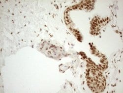 Invitrogen RGL2 Monoclonal Antibody (OTI10F2) 100 &mu;L; Unconjugated:Antibodies,