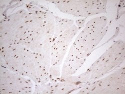 Invitrogen RGL2 Monoclonal Antibody (OTI10F2) 100 &mu;L; Unconjugated:Antibodies,
