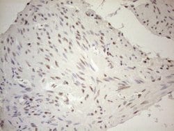 Invitrogen RGL2 Monoclonal Antibody (OTI10F2) 100 &mu;L; Unconjugated:Antibodies,