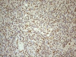 Invitrogen RGL2 Monoclonal Antibody (OTI10F2) 100 &mu;L; Unconjugated:Antibodies,