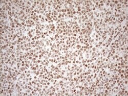 Invitrogen RGL2 Monoclonal Antibody (OTI10F2) 100 &mu;L; Unconjugated:Antibodies,