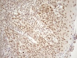 Invitrogen RGL2 Monoclonal Antibody (OTI10F2) 100 &mu;L; Unconjugated:Antibodies,
