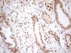 Invitrogen RGL2 Monoclonal Antibody (OTI10F2) 100 &mu;L; Unconjugated:Antibodies,