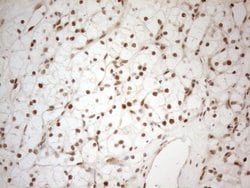 Invitrogen RGL2 Monoclonal Antibody (OTI10F2) 100 &mu;L; Unconjugated:Antibodies,