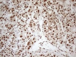 Invitrogen RGL2 Monoclonal Antibody (OTI10F2) 100 &mu;L; Unconjugated:Antibodies,