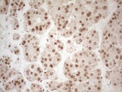 Invitrogen RGL2 Monoclonal Antibody (OTI10F2) 100 &mu;L; Unconjugated:Antibodies,