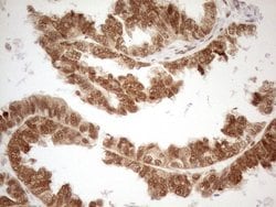 Invitrogen RGL2 Monoclonal Antibody (OTI10F2) 100 &mu;L; Unconjugated:Antibodies,