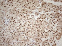 Invitrogen RGL2 Monoclonal Antibody (OTI10F2) 100 &mu;L; Unconjugated:Antibodies,