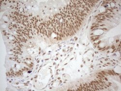 Invitrogen RGL2 Monoclonal Antibody (OTI10F2) 100 &mu;L; Unconjugated:Antibodies,