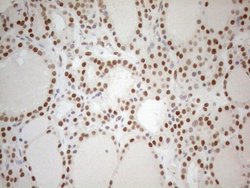 Invitrogen RGL2 Monoclonal Antibody (OTI10F2) 100 &mu;L; Unconjugated:Antibodies,