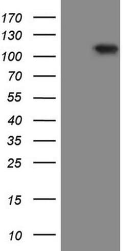 Invitrogen RGL2 Monoclonal Antibody (OTI10F2) 100 &mu;L; Unconjugated:Antibodies,