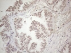 Invitrogen SPT3 Monoclonal Antibody (OTI1A5) 100 &mu;L; Unconjugated:Antibodies,