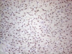 Invitrogen SPT3 Monoclonal Antibody (OTI1A5) 100 &mu;L; Unconjugated:Antibodies,