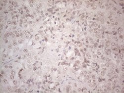 Invitrogen SPT3 Monoclonal Antibody (OTI1A5) 100 &mu;L; Unconjugated:Antibodies,