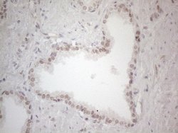 Invitrogen SPT3 Monoclonal Antibody (OTI1A5) 100 &mu;L; Unconjugated:Antibodies,