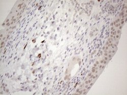 Invitrogen SPT3 Monoclonal Antibody (OTI1A5) 100 &mu;L; Unconjugated:Antibodies,