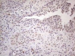 Invitrogen SPT3 Monoclonal Antibody (OTI1A5) 100 &mu;L; Unconjugated:Antibodies,
