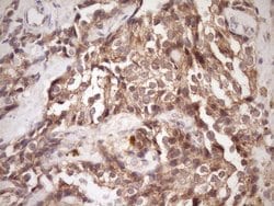 Invitrogen PIN4 Monoclonal Antibody (OTI7H2) 100 &mu;L; Unconjugated:Antibodies,