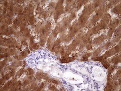 Invitrogen PIN4 Monoclonal Antibody (OTI7H2) 100 &mu;L; Unconjugated:Antibodies,
