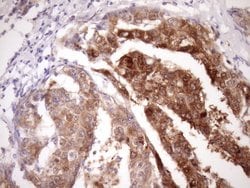 Invitrogen PIN4 Monoclonal Antibody (OTI7H2) 100 &mu;L; Unconjugated:Antibodies,