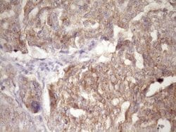 Invitrogen PIN4 Monoclonal Antibody (OTI7H2) 100 &mu;L; Unconjugated:Antibodies,