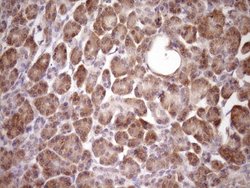 Invitrogen PIN4 Monoclonal Antibody (OTI7H2) 100 &mu;L; Unconjugated:Antibodies,