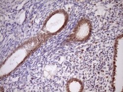 Invitrogen PIN4 Monoclonal Antibody (OTI7H2) 100 &mu;L; Unconjugated:Antibodies,