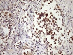 Invitrogen PIN4 Monoclonal Antibody (OTI7H2) 100 &mu;L; Unconjugated:Antibodies,