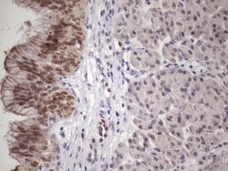 Invitrogen SRSF9 Monoclonal Antibody (OTI7F2) 100 &mu;L; Unconjugated:Antibodies,