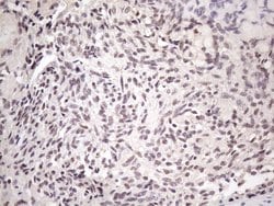 Invitrogen SRSF9 Monoclonal Antibody (OTI7F2) 100 &mu;L; Unconjugated:Antibodies,