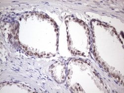 Invitrogen SRSF9 Monoclonal Antibody (OTI7F2) 100 &mu;L; Unconjugated:Antibodies,