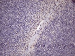 Invitrogen SRSF9 Monoclonal Antibody (OTI7F2) 100 &mu;L; Unconjugated:Antibodies,
