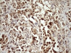 Invitrogen MRG15 Monoclonal Antibody (OTI5D2) 100 &mu;L; Unconjugated:Antibodies,