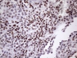 Invitrogen SRSF9 Monoclonal Antibody (OTI5G7) 100 &mu;L; Unconjugated:Antibodies,