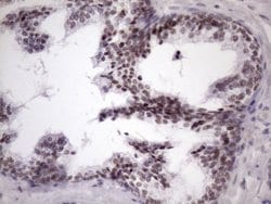 Invitrogen SRSF9 Monoclonal Antibody (OTI5G7) 100 &mu;L; Unconjugated:Antibodies,