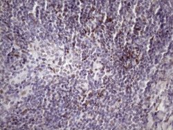 Invitrogen SRSF9 Monoclonal Antibody (OTI5G7) 100 &mu;L; Unconjugated:Antibodies,