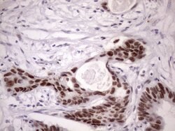 Invitrogen SRSF9 Monoclonal Antibody (OTI5G7) 100 &mu;L; Unconjugated:Antibodies,