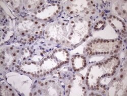 Invitrogen SRSF9 Monoclonal Antibody (OTI5G7) 100 &mu;L; Unconjugated:Antibodies,